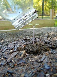 Garden Planning with Lacy Image